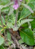 Pedicularis verticillata. Розетка стеблевых листьев. Камчатский край, Елизовский р-н, подножие вулкана Авачинская сопка, горная тундра. 11.08.2024.