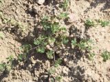 Medicago rigidula