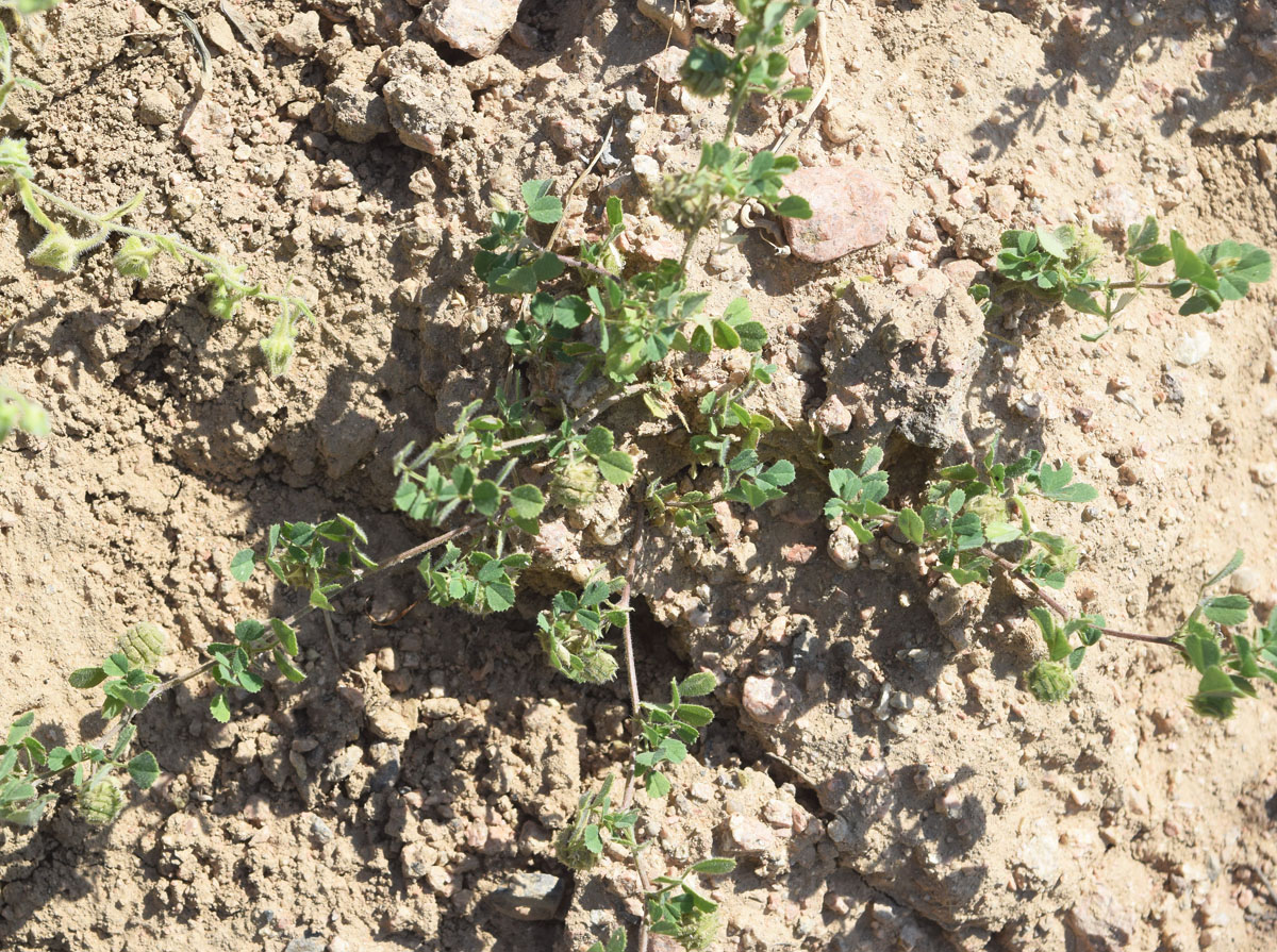 Изображение особи Medicago rigidula.