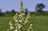 Veratrum dahuricum