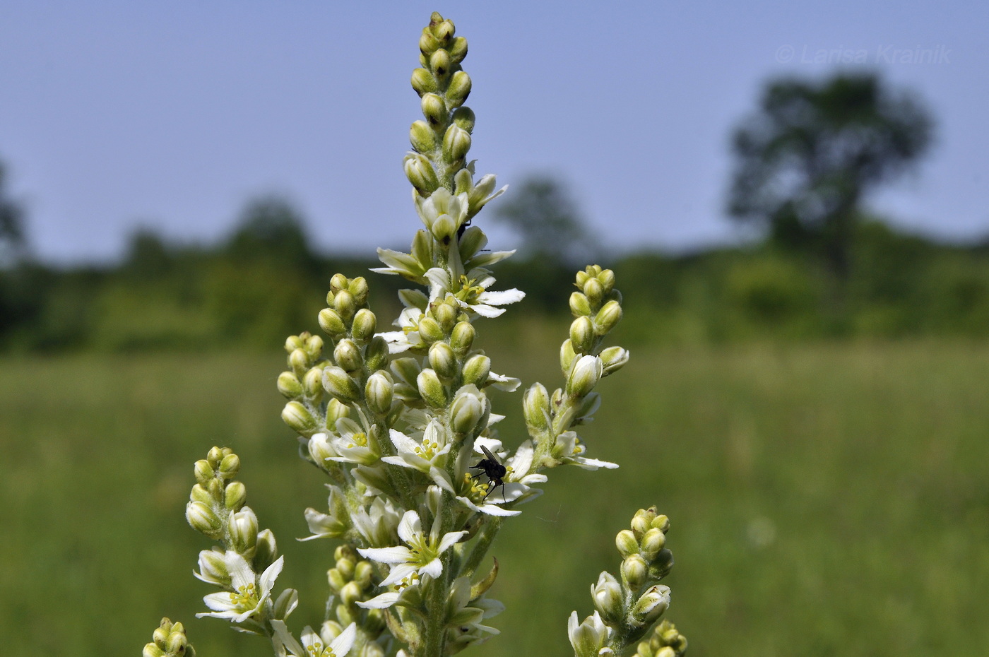Image of Veratrum dahuricum specimen.