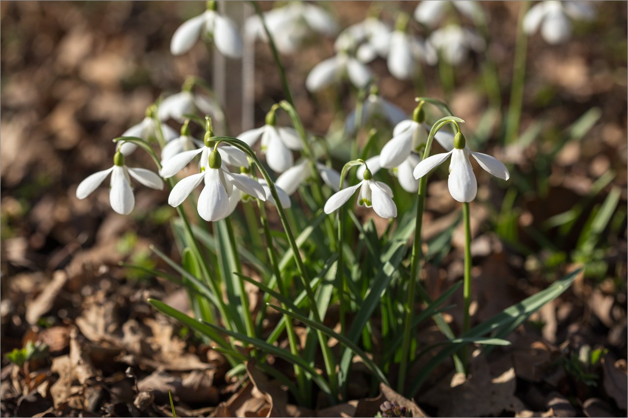 Image of Galanthus plicatus specimen.
