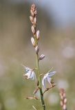 View full-size image Asphodelus fistulosus