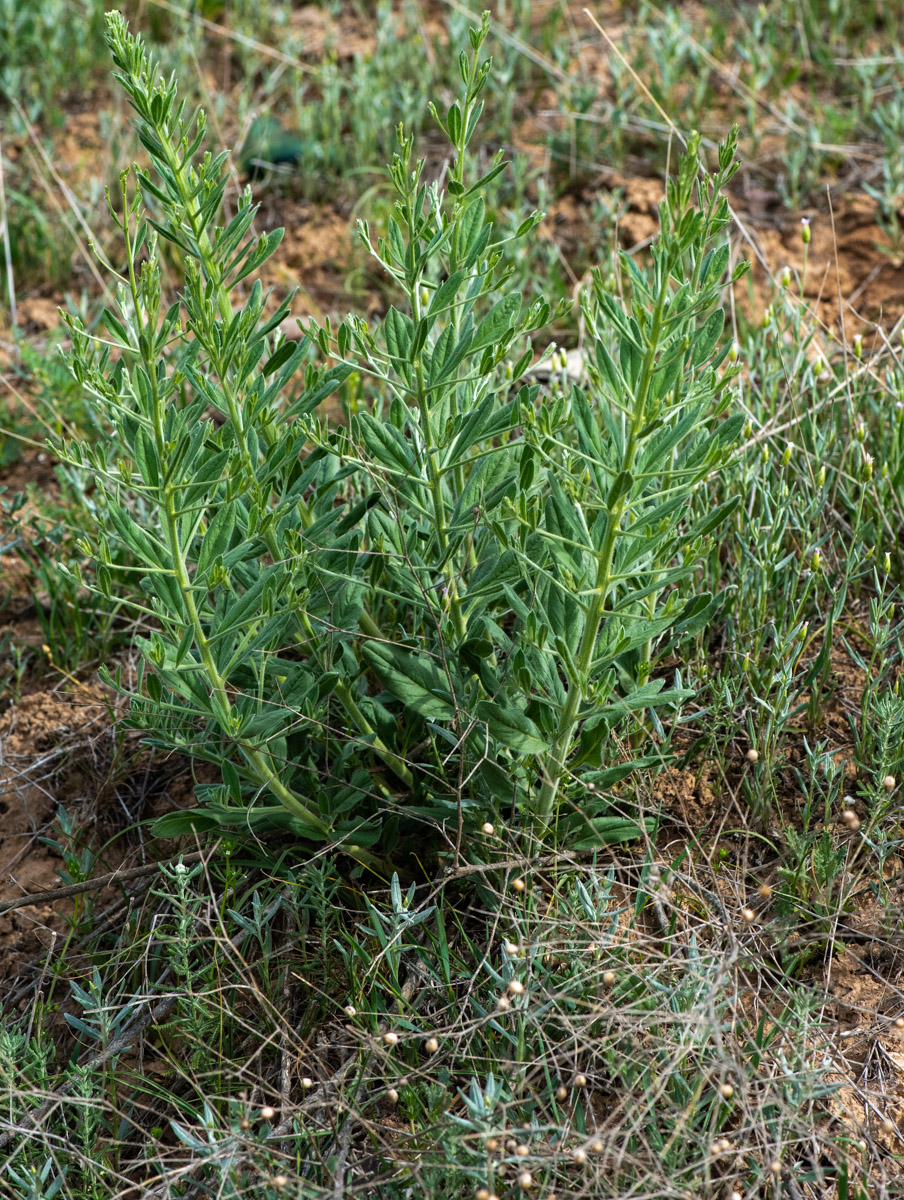 Изображение особи Convolvulus subhirsutus.
