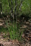 View full-size image Carex depauperata