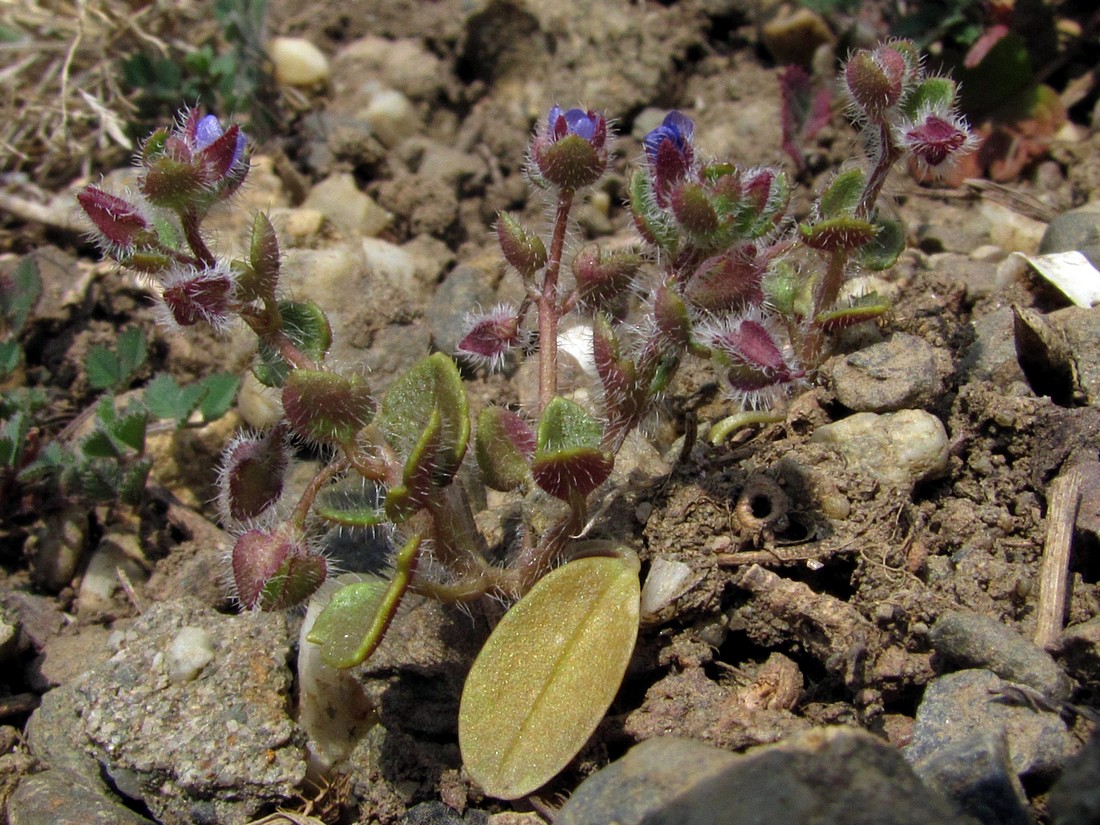 Image of Veronica triloba specimen.