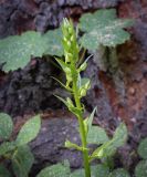 Смотреть изображение Platanthera bifolia