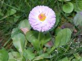 Смотреть изображение Bellis perennis