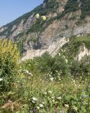 View full-size image Cephalaria balkharica