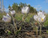 Pulsatilla patens