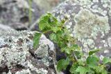 View full-size image Ribes orientale