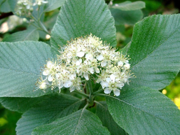 Image of Sorbus aria specimen.