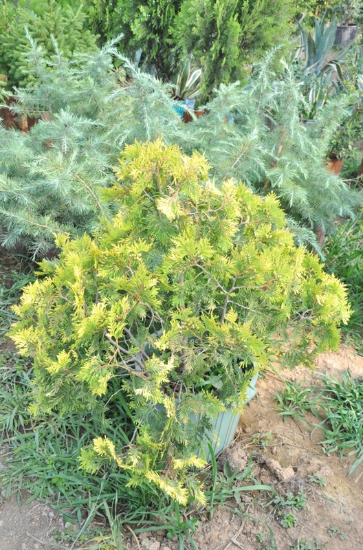 Изображение особи Thuja occidentalis.