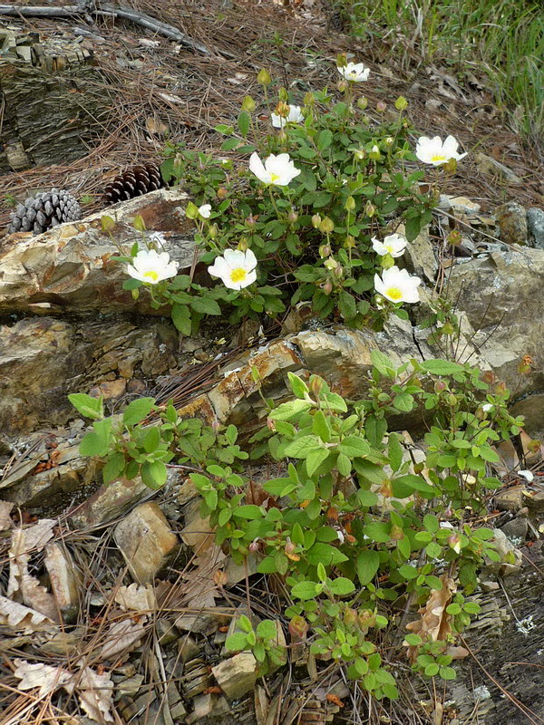 Image of Cistus salviifolius specimen.