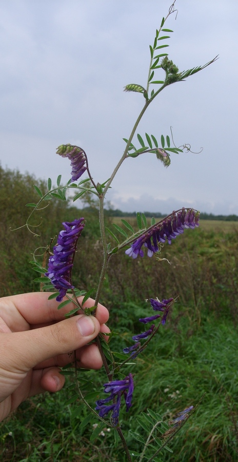 Image of Vicia villosa specimen.