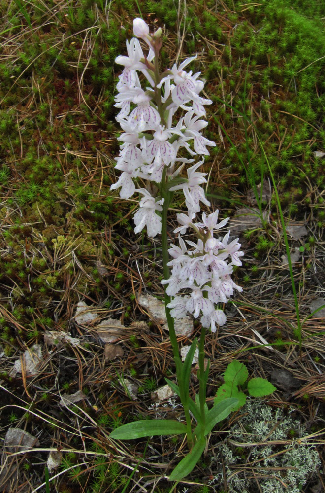 Изображение особи Dactylorhiza maculata.