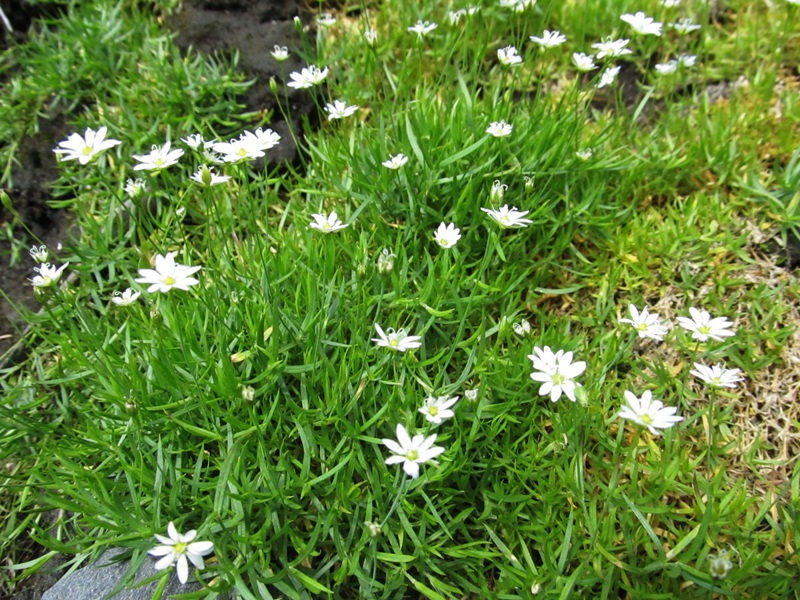 Image of genus Stellaria specimen.