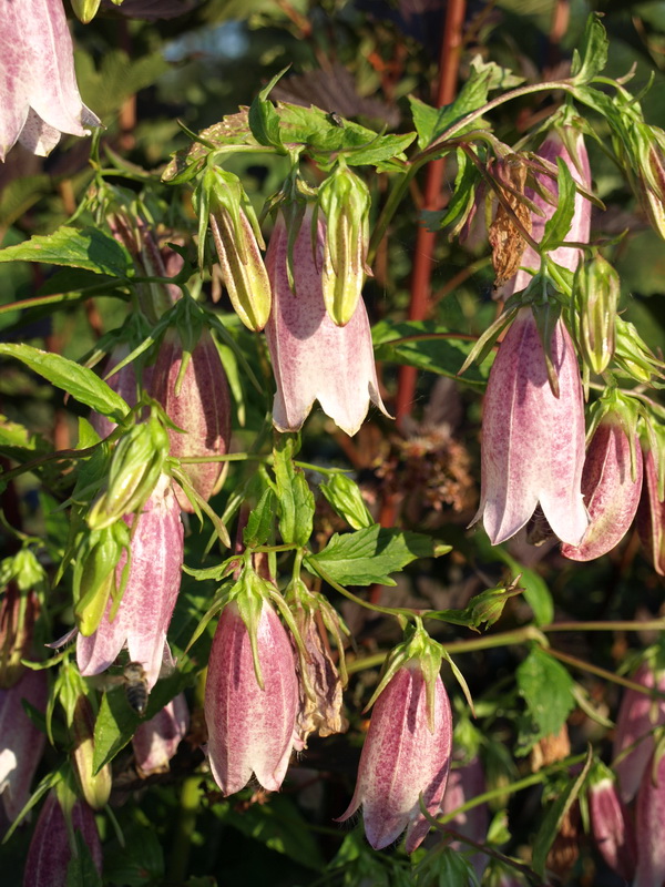 Изображение особи Campanula takesimana.