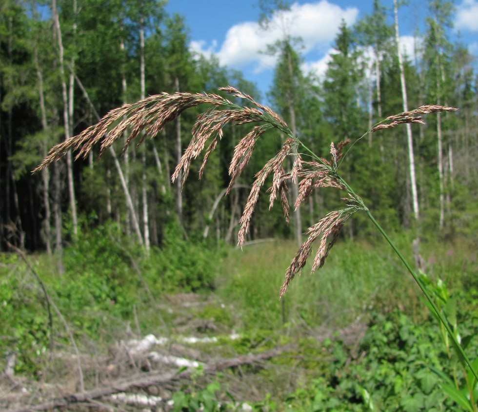 Image of Calamagrostis langsdorffii specimen.