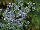 Eryngium planum