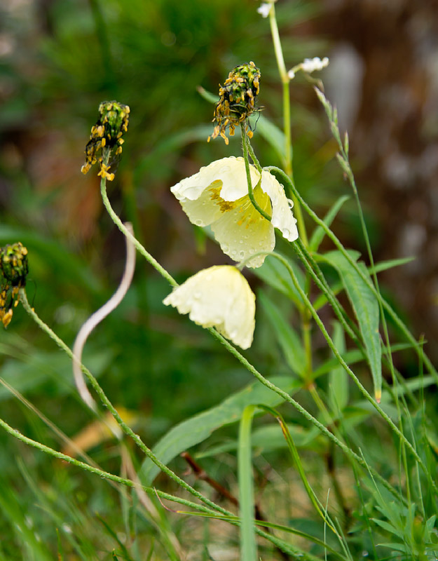 Image of Papaver pseudocanescens specimen.