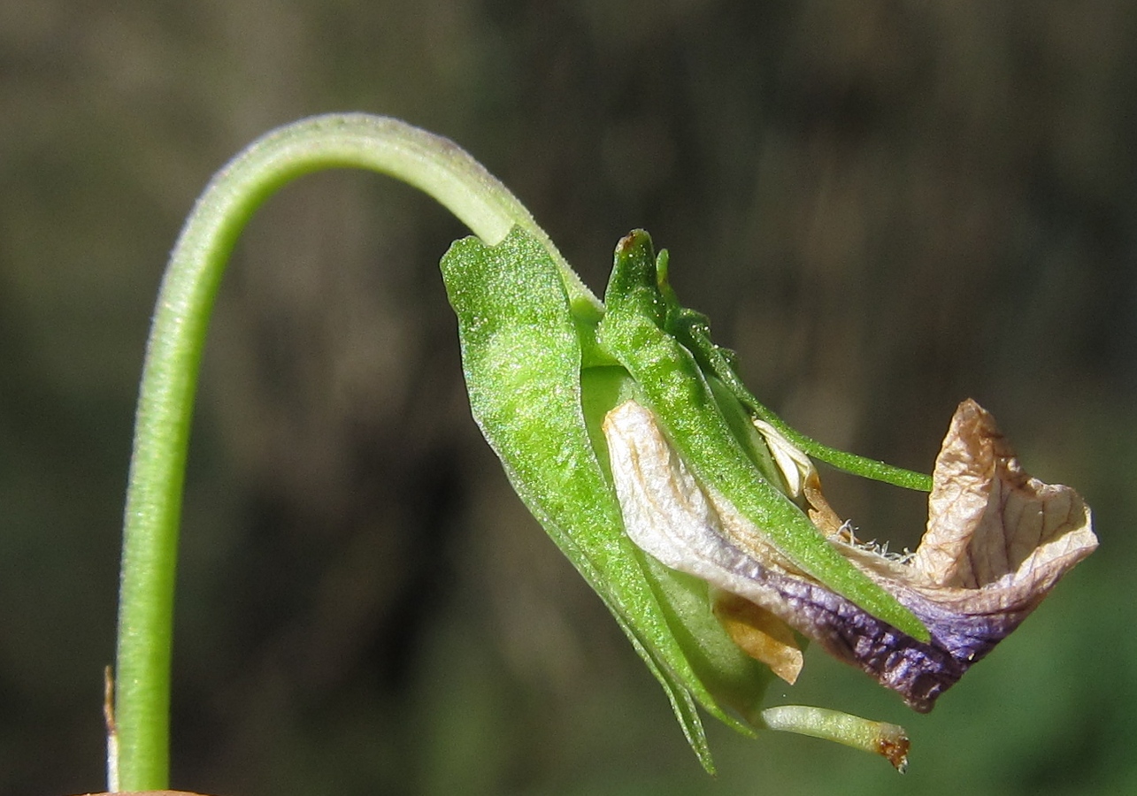 Image of genus Viola specimen.