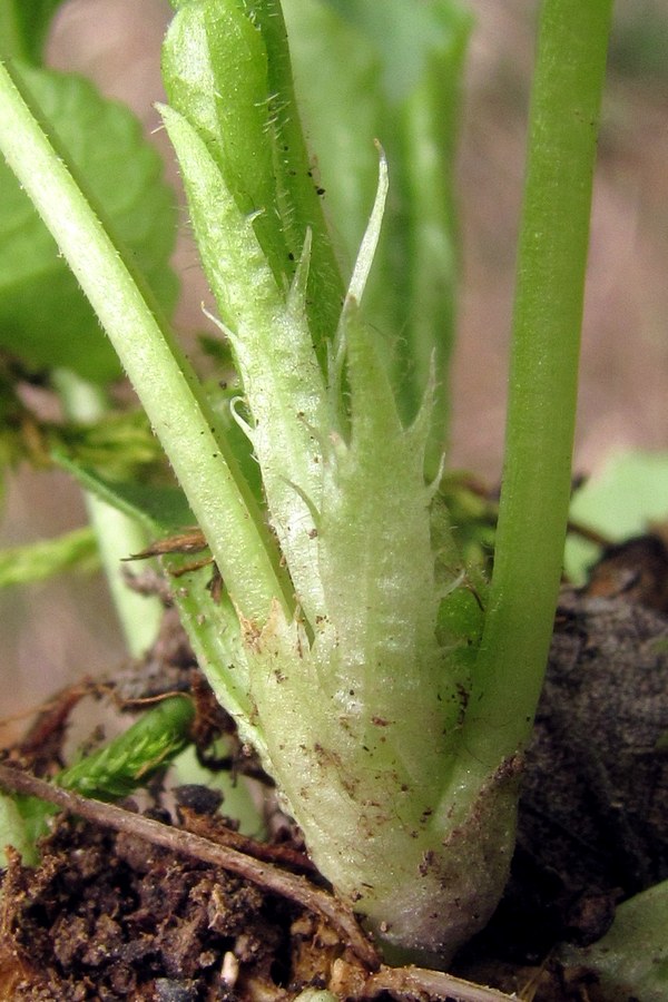 Image of Viola suavis specimen.