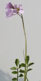 Cardamine pratensis. Верхушка побега с соцветием и листья. Германия, г. Кемпен, на газоне. 14.04.2012.