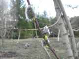 Salix caprea. Ветвь с распускающимися соцветиями. Украина, г. Кривой Рог, Ботанический сад НАН Украины. 21.03.2009.