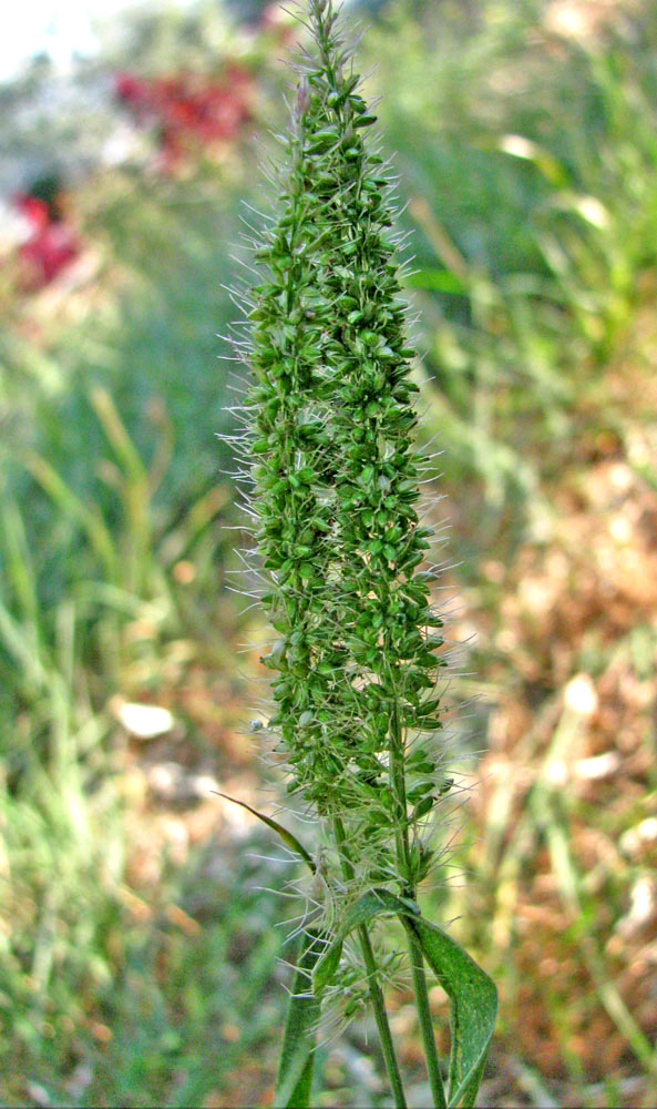 Image of Setaria verticillata specimen.