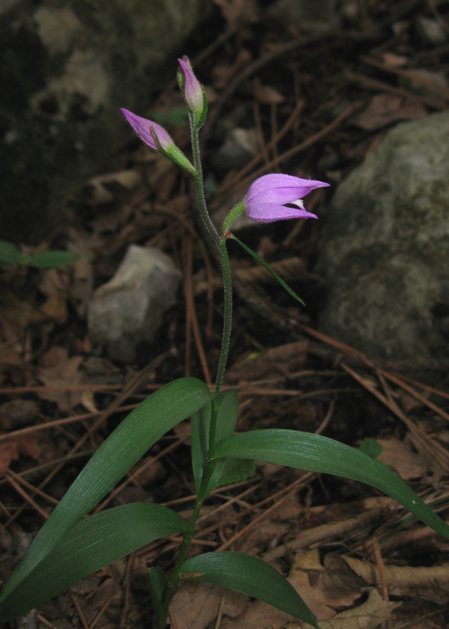 Image of Cephalanthera rubra specimen.