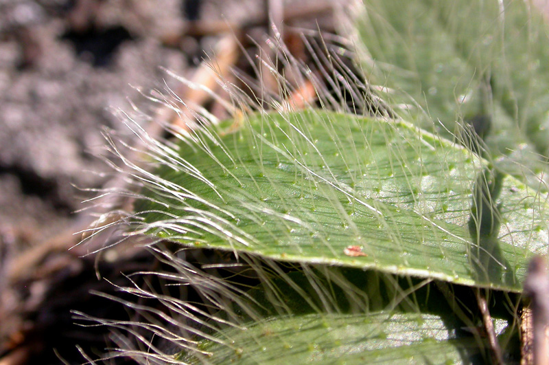 Image of Pilosella officinarum specimen.