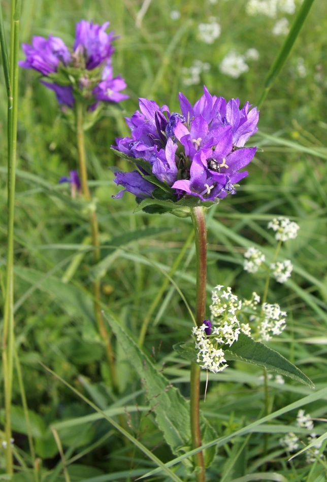 Image of Campanula glomerata specimen.