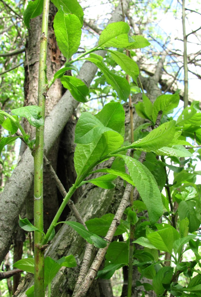 Image of Salix myrsinifolia specimen.