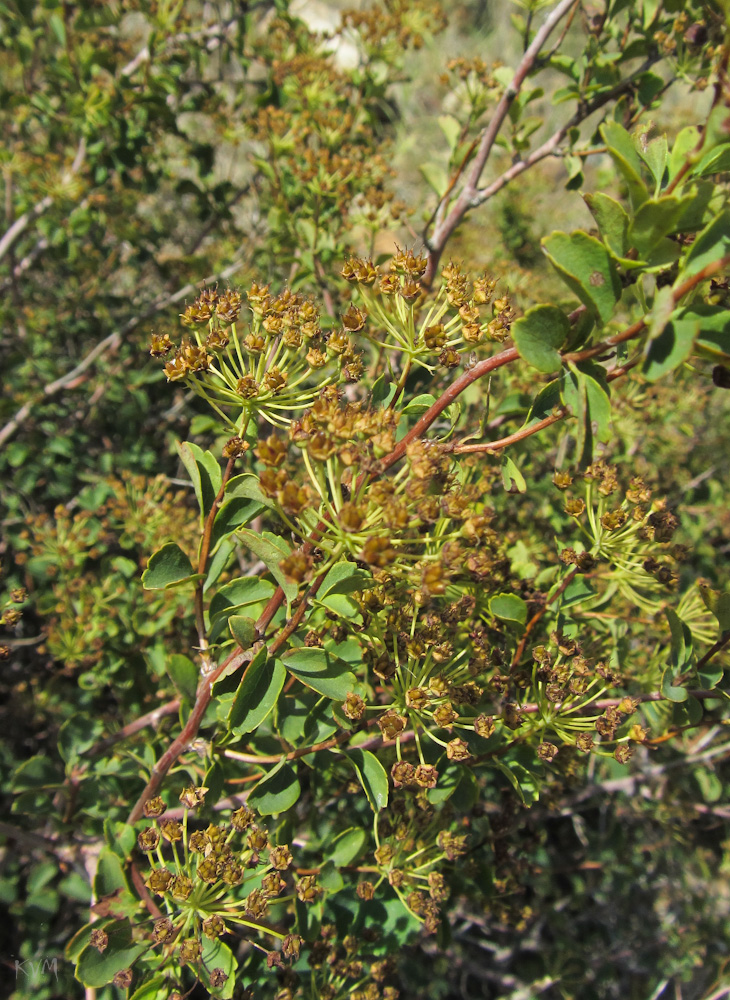 Image of Spiraea trilobata specimen.