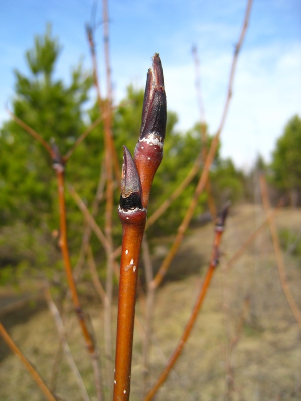 Image of Sorbus sibirica specimen.