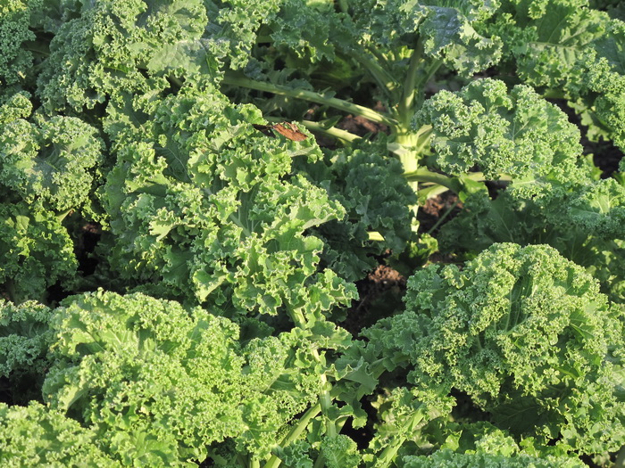 Image of Brassica oleracea var. sabellica specimen.