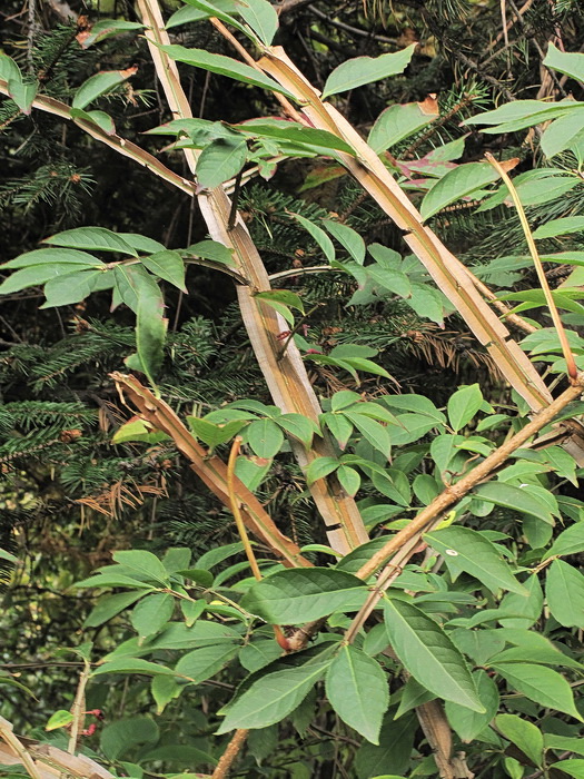 Изображение особи Euonymus sacrosanctus.