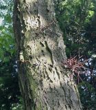 Gleditsia triacanthos. Срдняя часть ствола взрослого дерева. Германия, г. Krefeld, ботанический сад. 16.09.2012.
