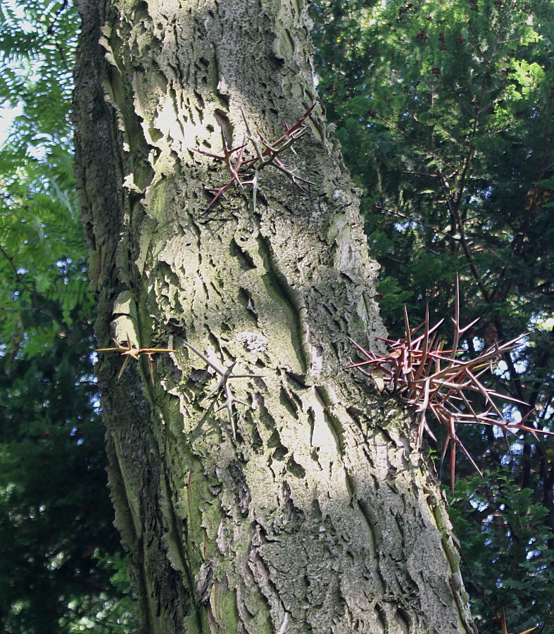 Image of Gleditsia triacanthos specimen.