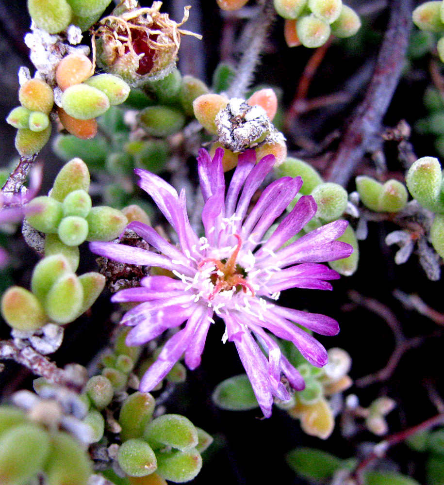 Изображение особи Drosanthemum floribundum.