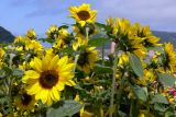 Helianthus annuus