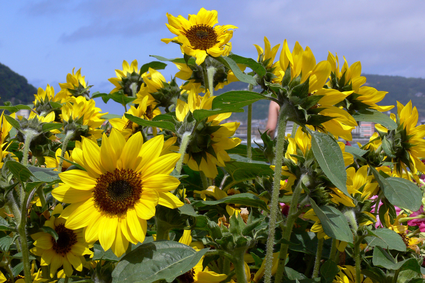 Изображение особи Helianthus annuus.