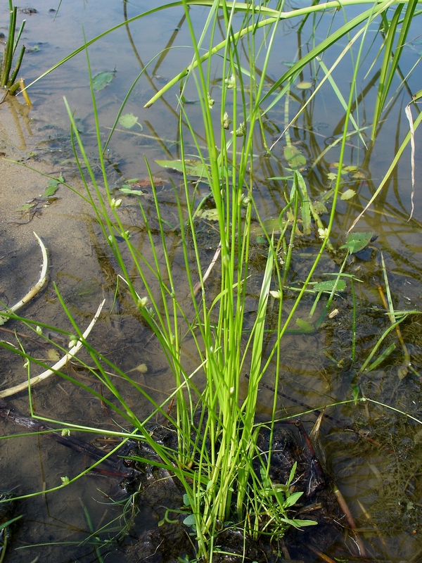 Image of Schoenoplectiella komarovii specimen.