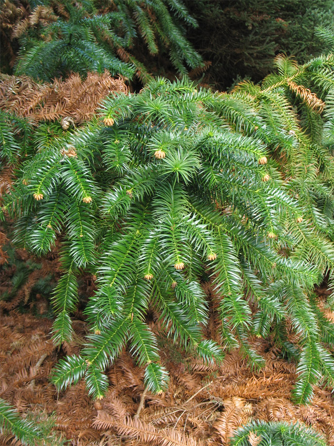 Image of Cunninghamia lanceolata specimen.