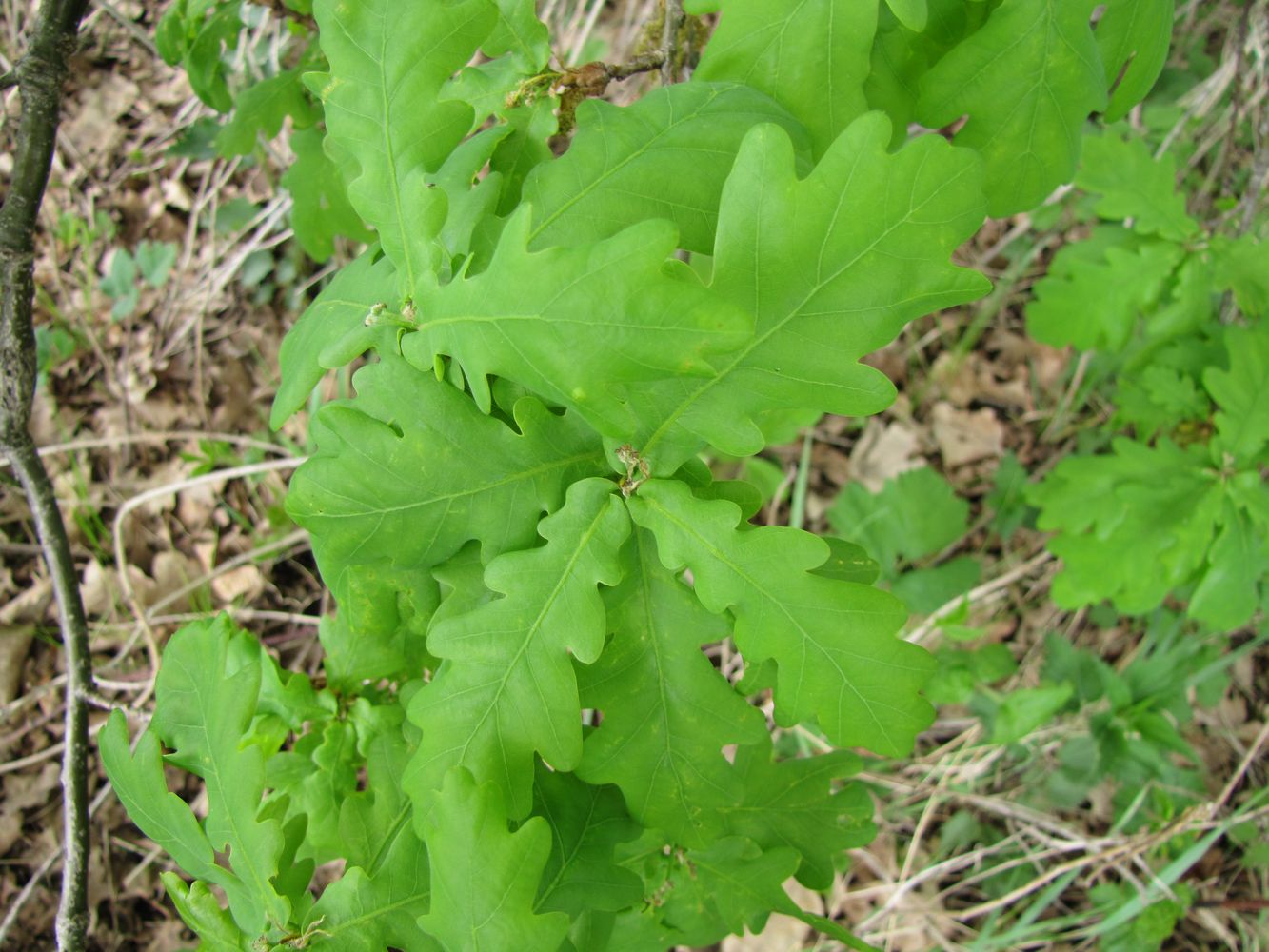 Image of Quercus robur specimen.