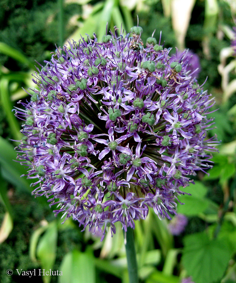 Image of genus Allium specimen.