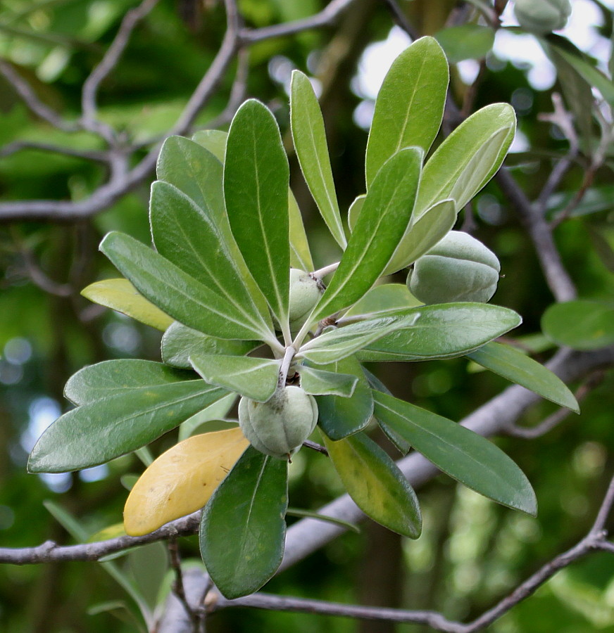 Image of Pittosporum crassifolium specimen.