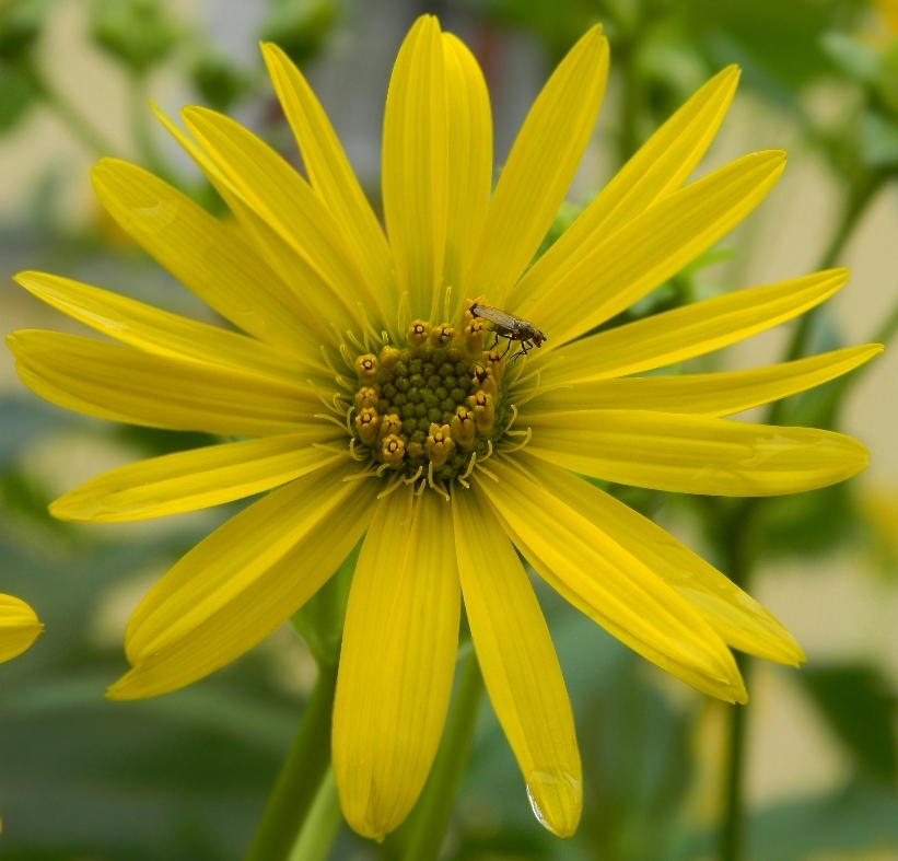 Image of Silphium perfoliatum specimen.