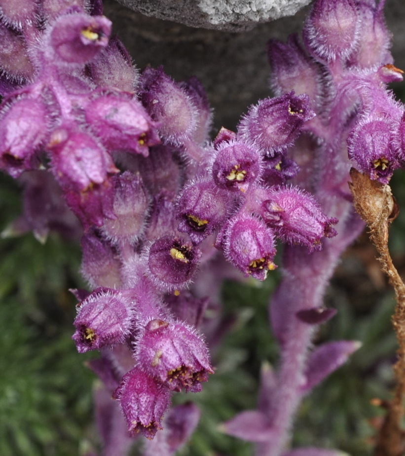 Image of Saxifraga sempervivum specimen.